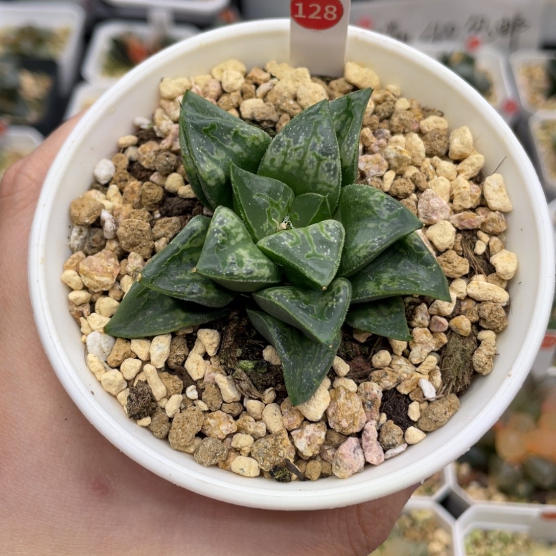 128 旋转木马 11111111