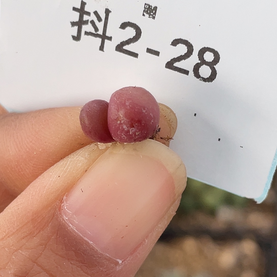 2-28紫葡萄多肉植物
