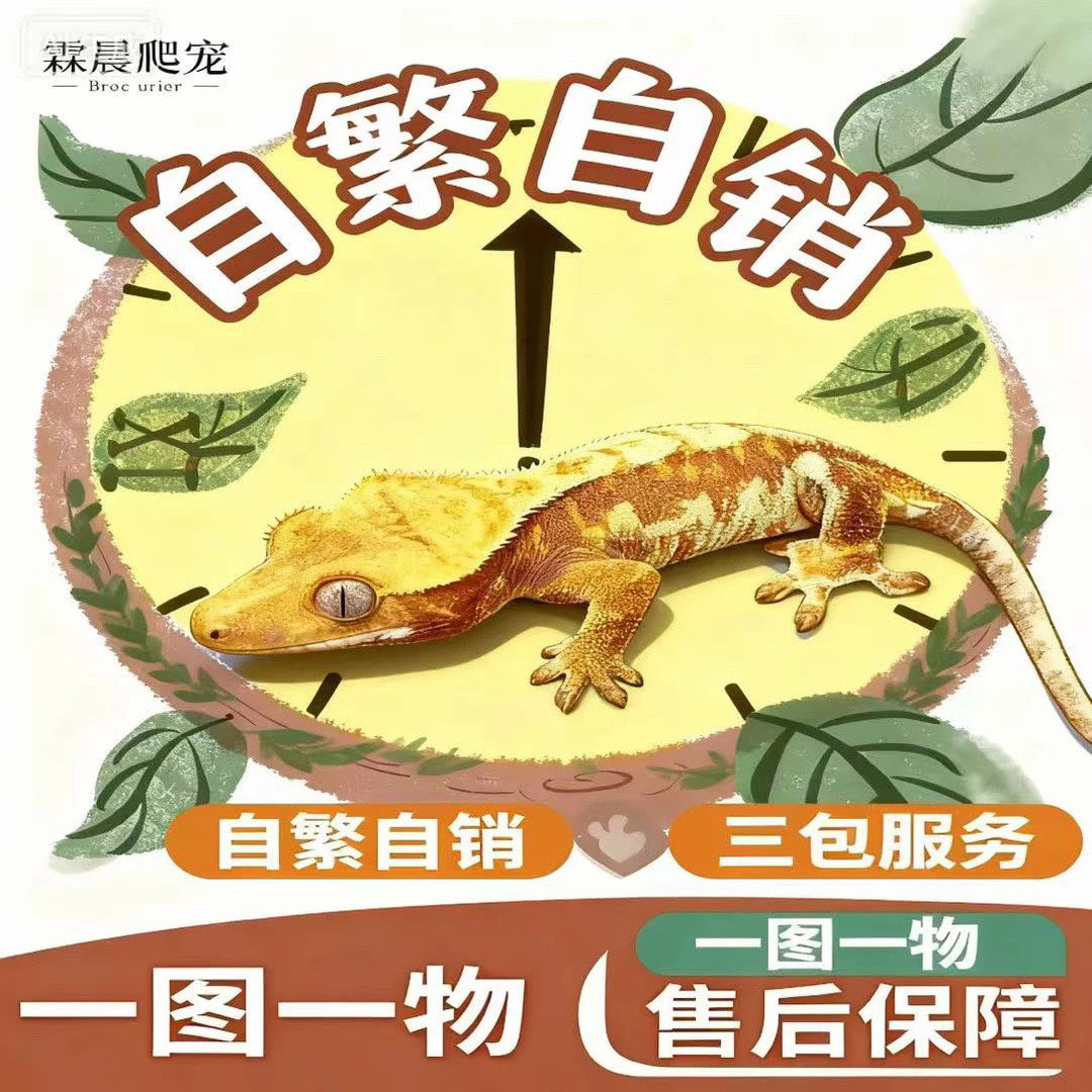 饲养套装下单加购饲养套装链接（单买不发）