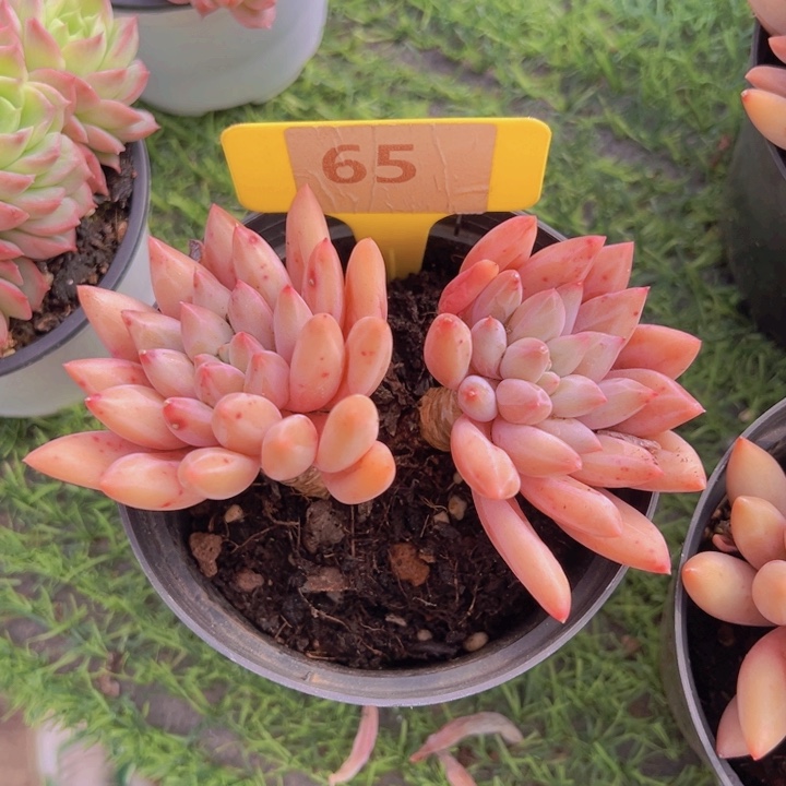 健健康康平平安安