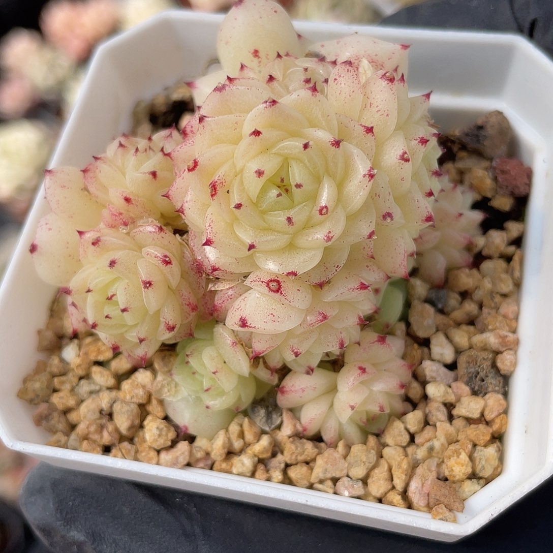 优选麦秆精品1306
