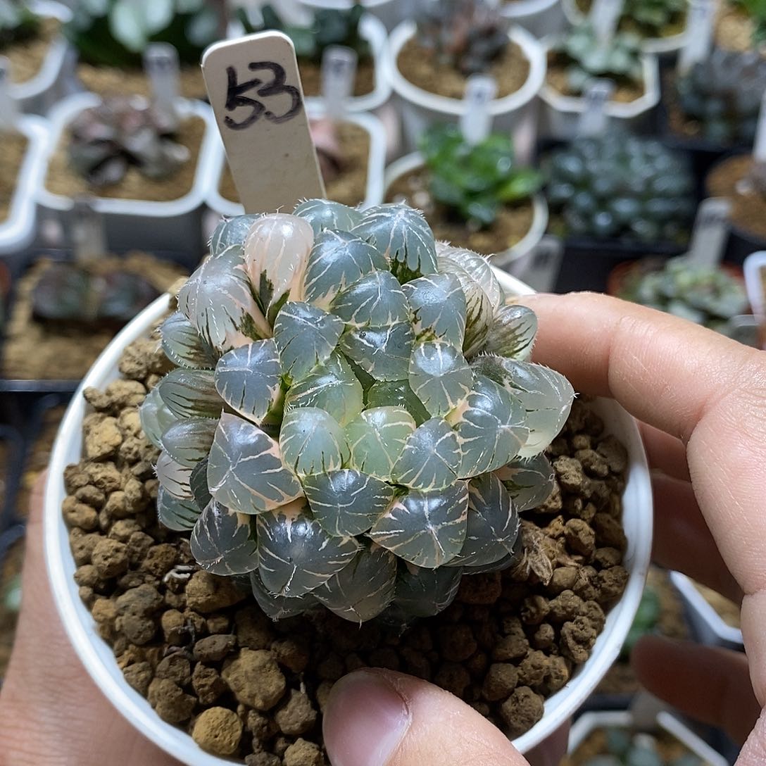 53蓝镜玉露锦十二