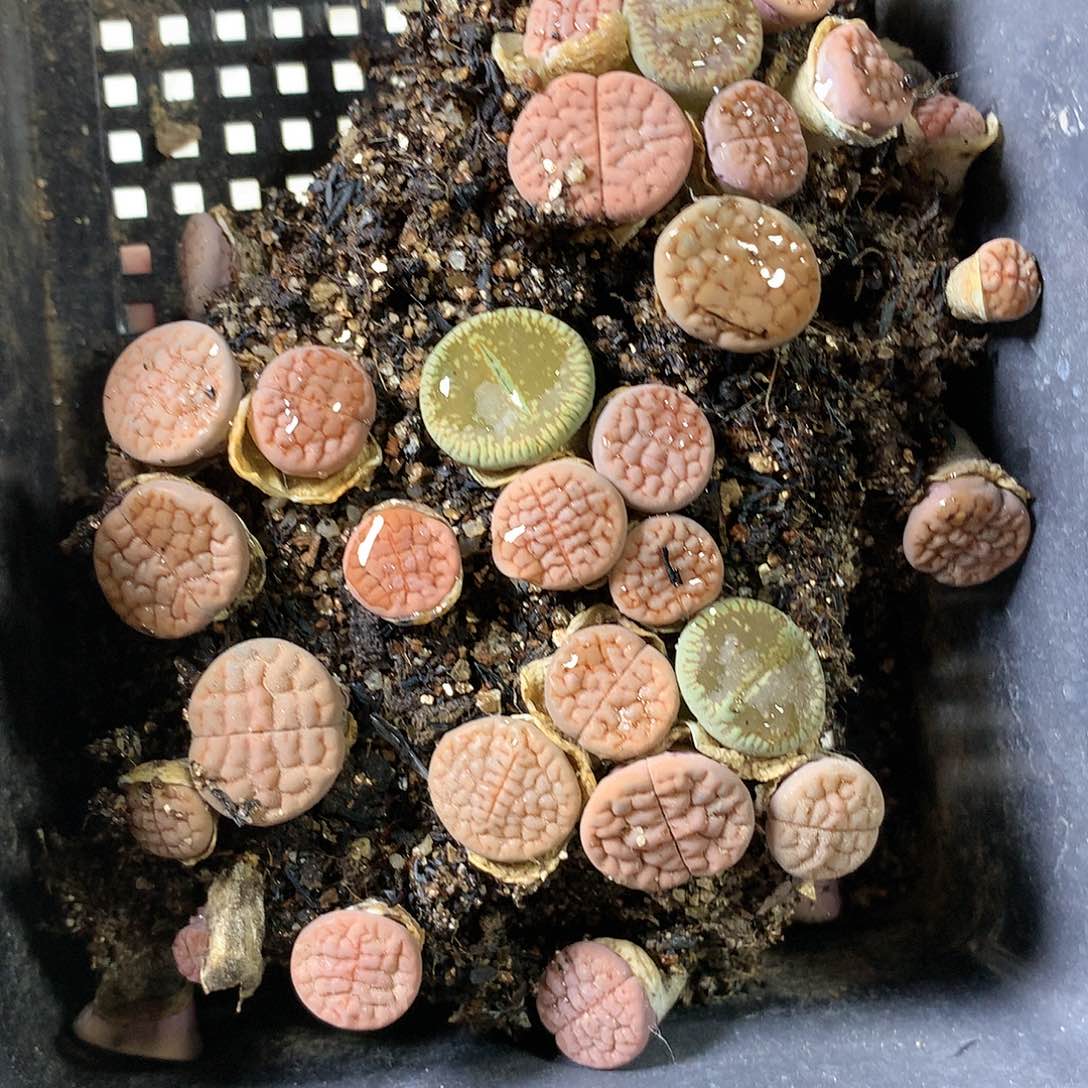 鸦*A368多肉植物保护研究所