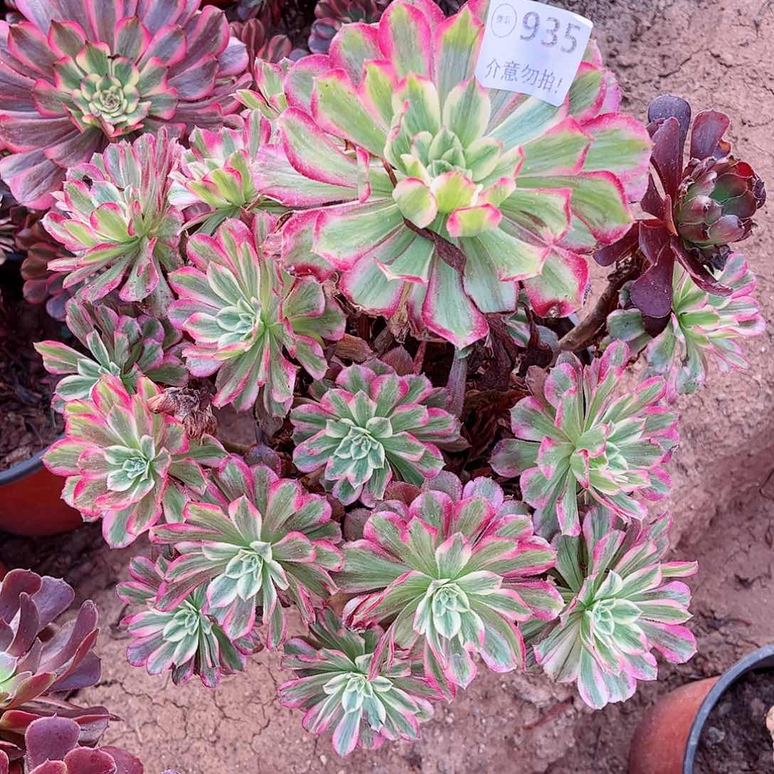 无花朵潇**生多肉植物935