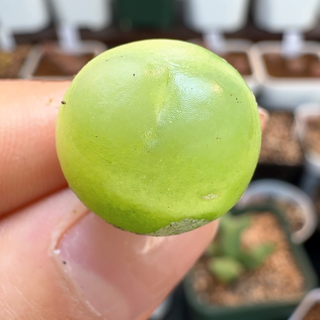 577拉拉尺寸1.5   0000000000