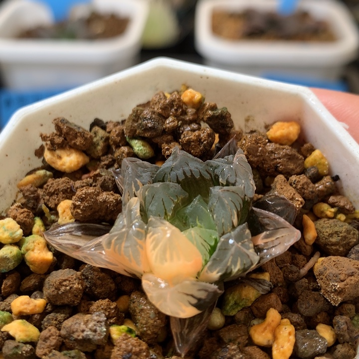 广濑玉露锦一物一拍