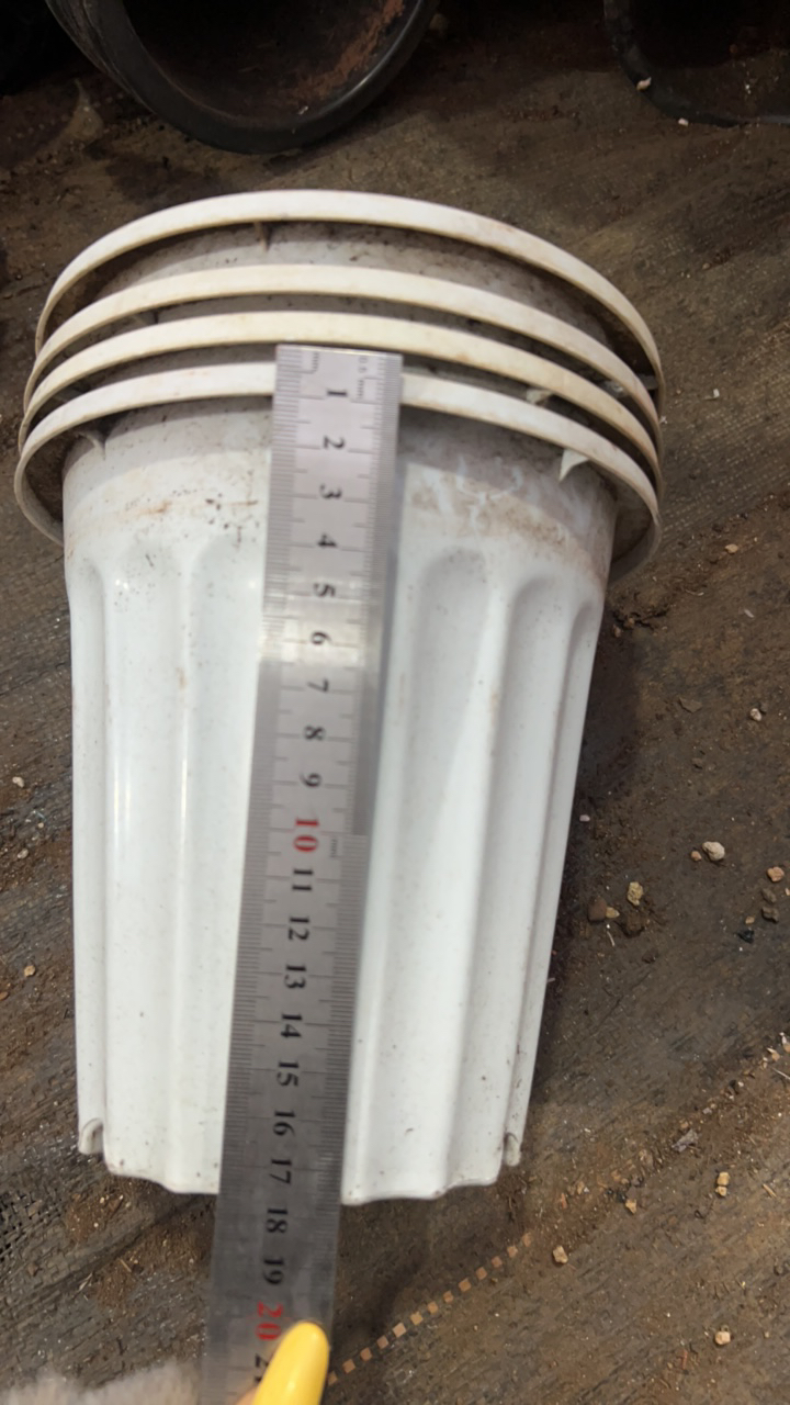 塑料旧花盆，罗马柱白厚圆高盆21口径5个