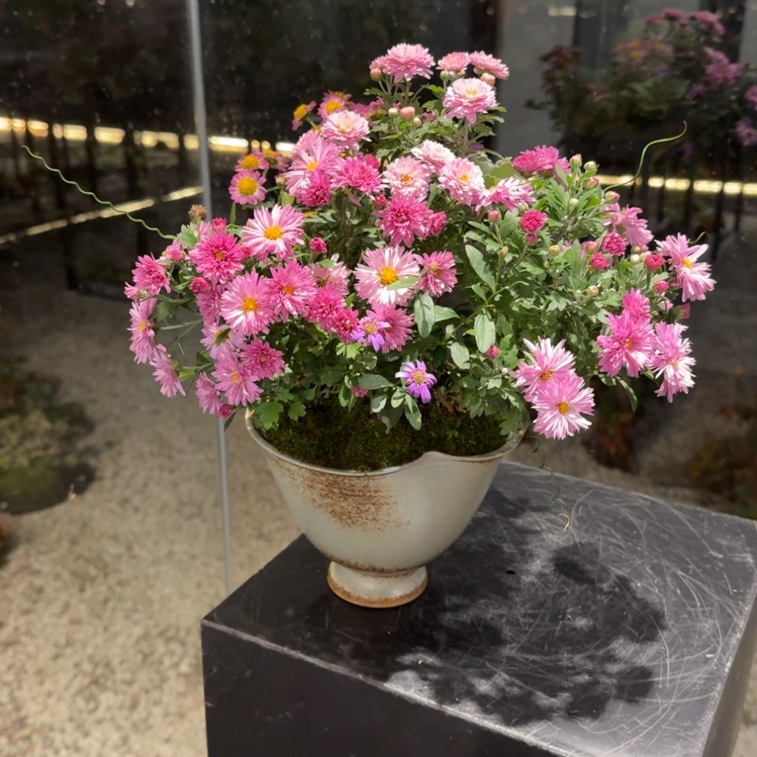 瑶***瑶全部花朵山野草陶盆