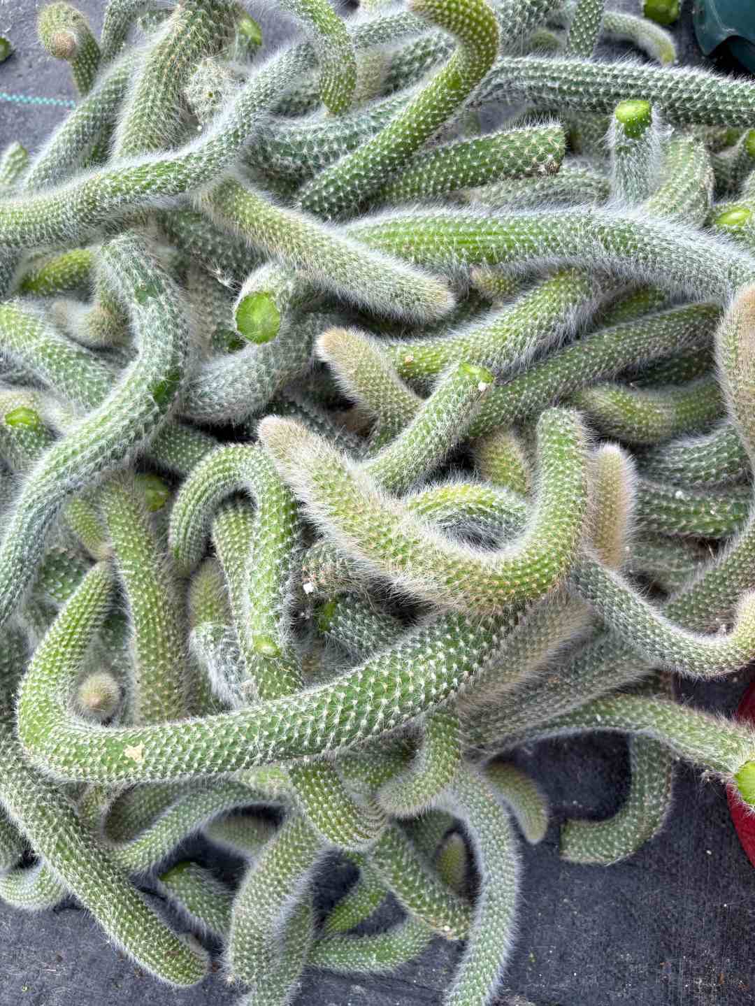 【九尾狐扦插枝条（3斤）】长毛九尾狐多肉单头包邮夏季配土