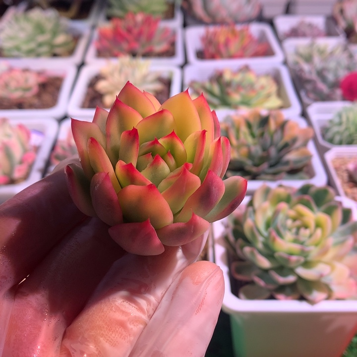 圣诞东云锦，锦哥多肉