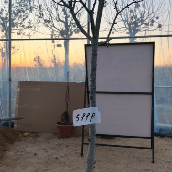 无花朵小高杆精品苹果盆栽