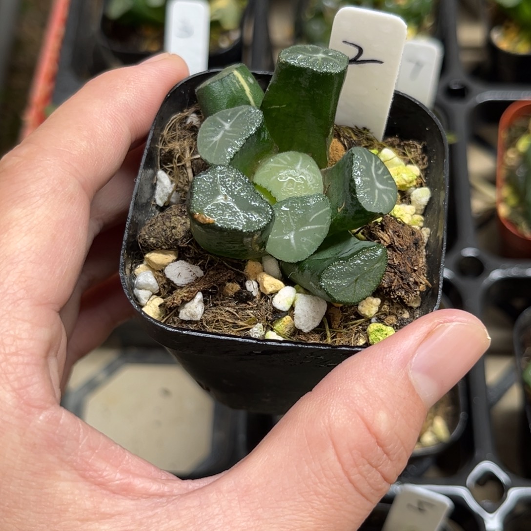 2号单头玉龙万象锦