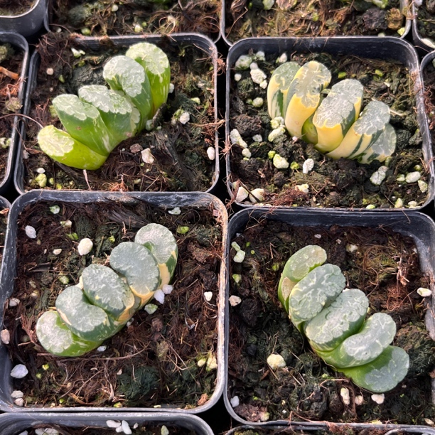 多肉植物莓莓北斋玉扇锦自然锦红色妙脆角金先生玉玲珑