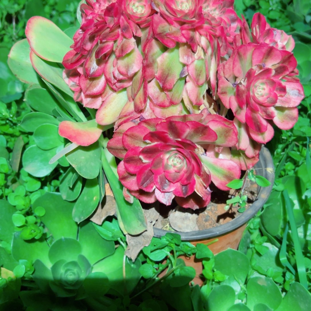 我3165 号多肉法师新年福利