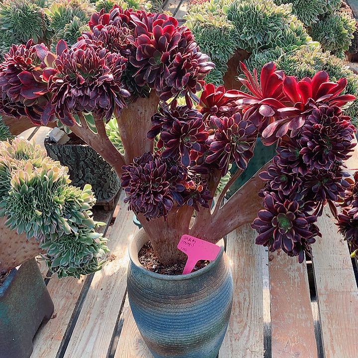 欧嘉莉微瑕脱土发货啊