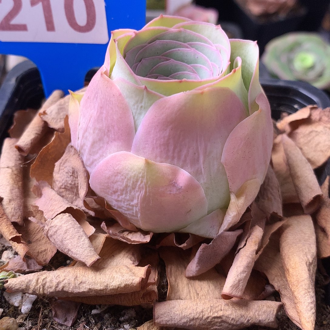 小***雙一物一拍爱晚晴保温箱210