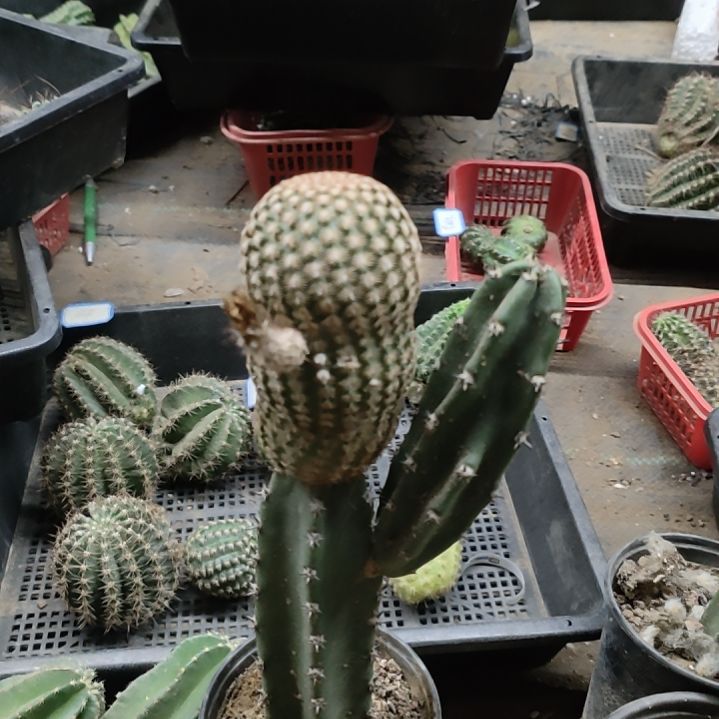 仙人球袖普嫁接泰迪熊