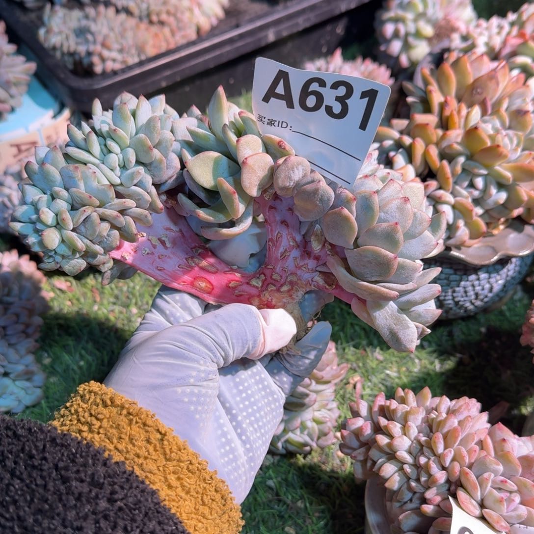 小树叶插呀呀呀呀耶呀