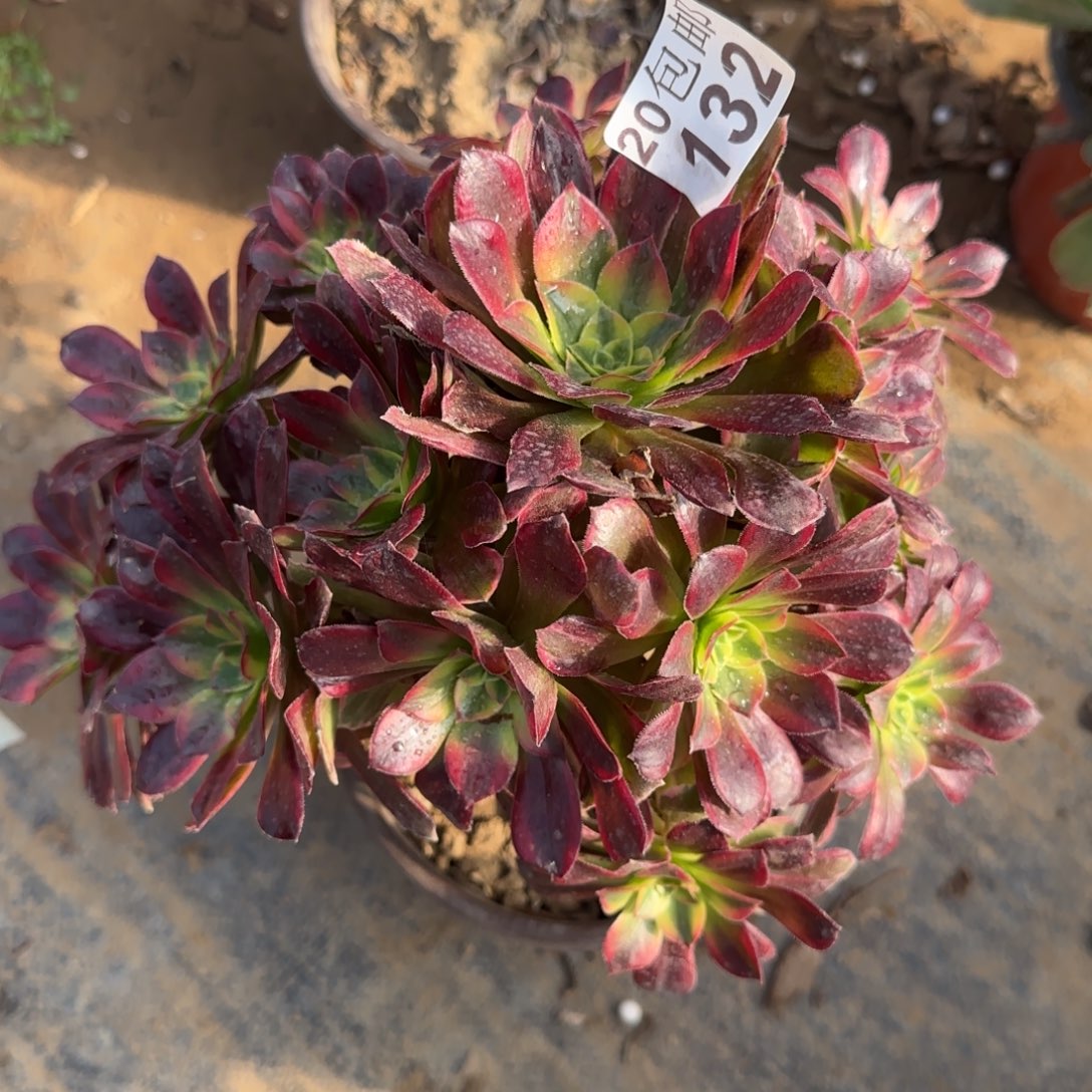 安娜132满20包邮断枝不包