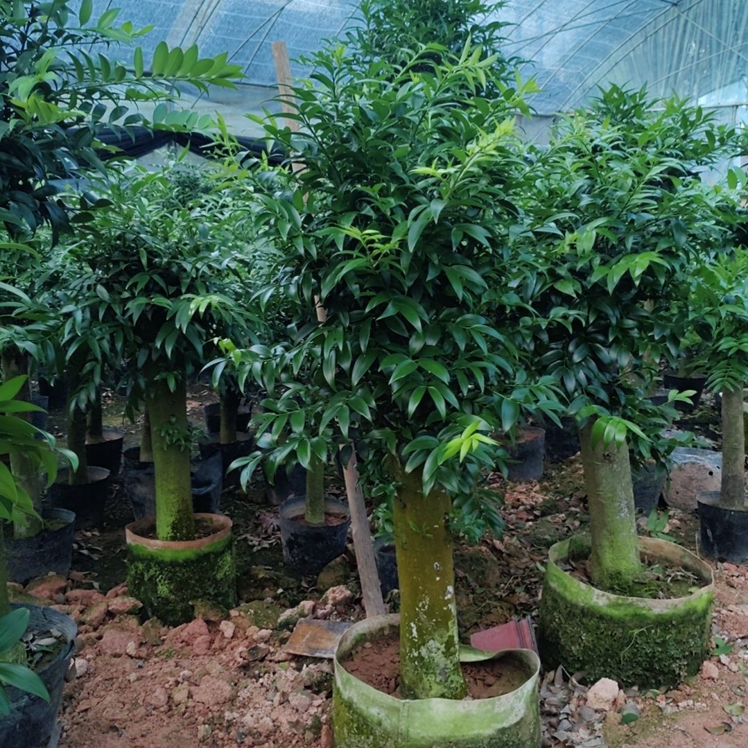 一物一拍竹拍600