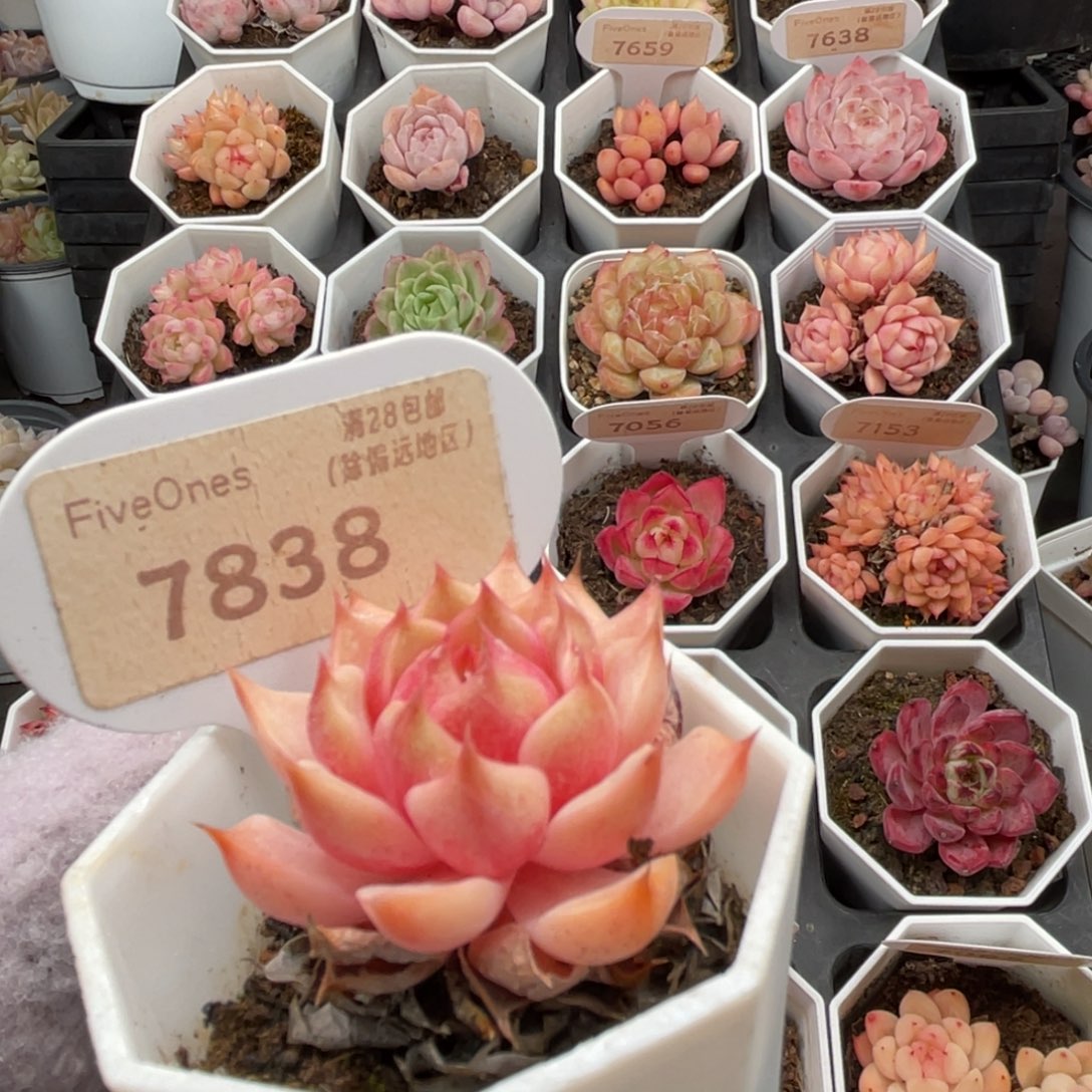 苯巴蒂斯7838-4.0厘米