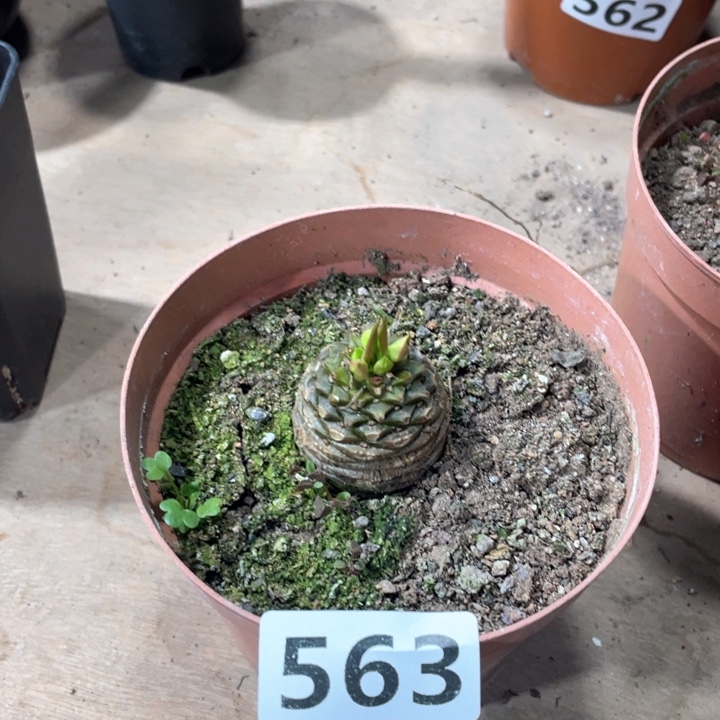 563铁甲丸菠萝球