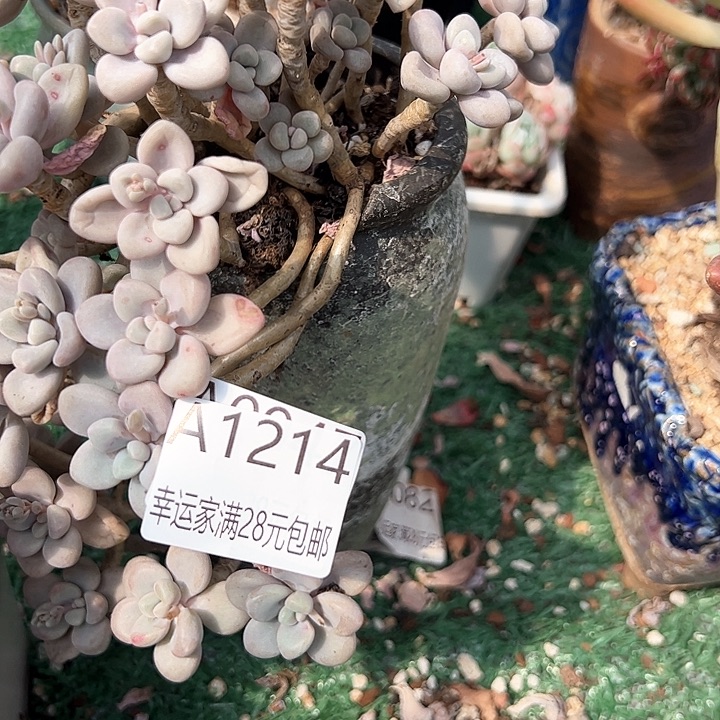 幸运的是我的朋友