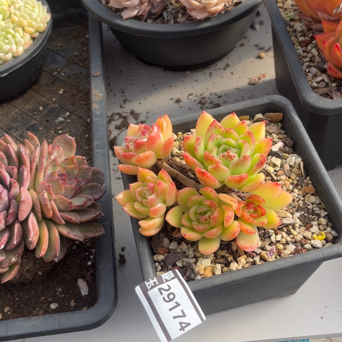 东云多肉植物29174