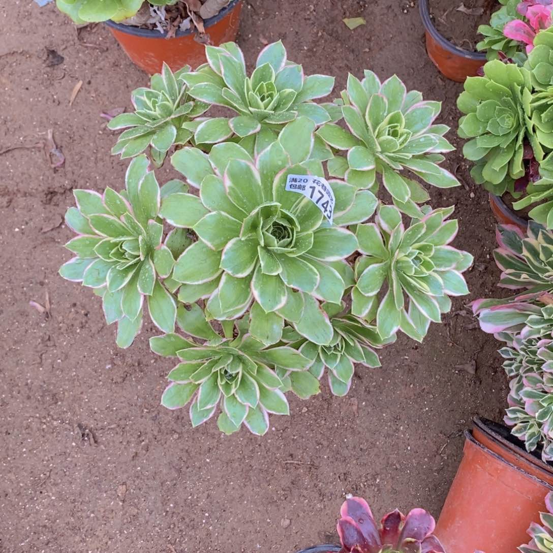 1743 号一物一拍多肉植物