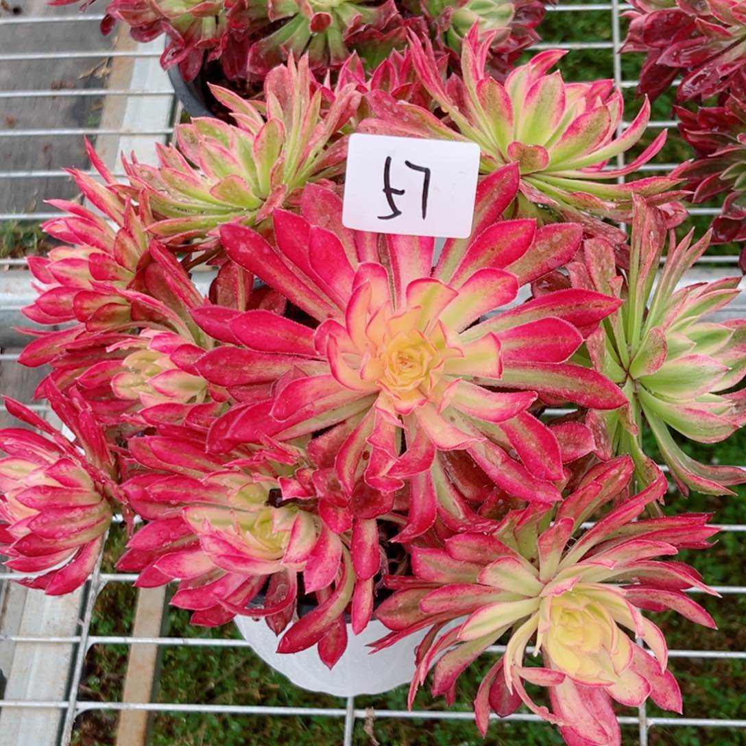 一物一拍多肉法师57