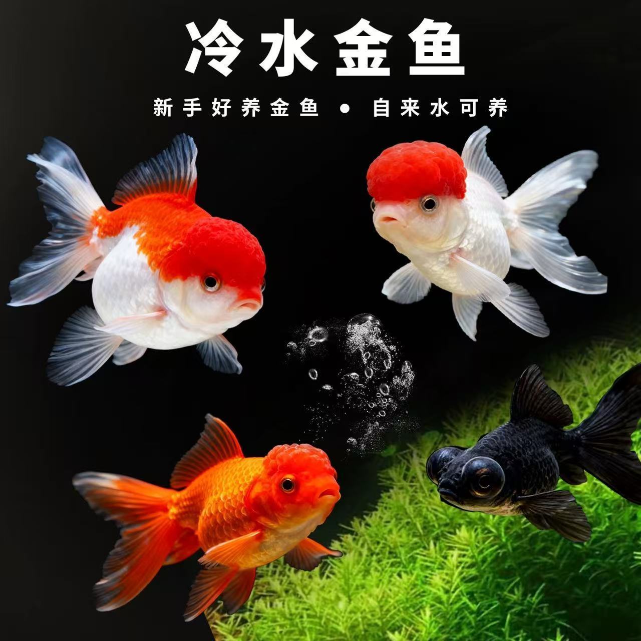 鸿运当头红国师冷水淡水观赏鱼好养耐活国粹金鱼活体鱼苗