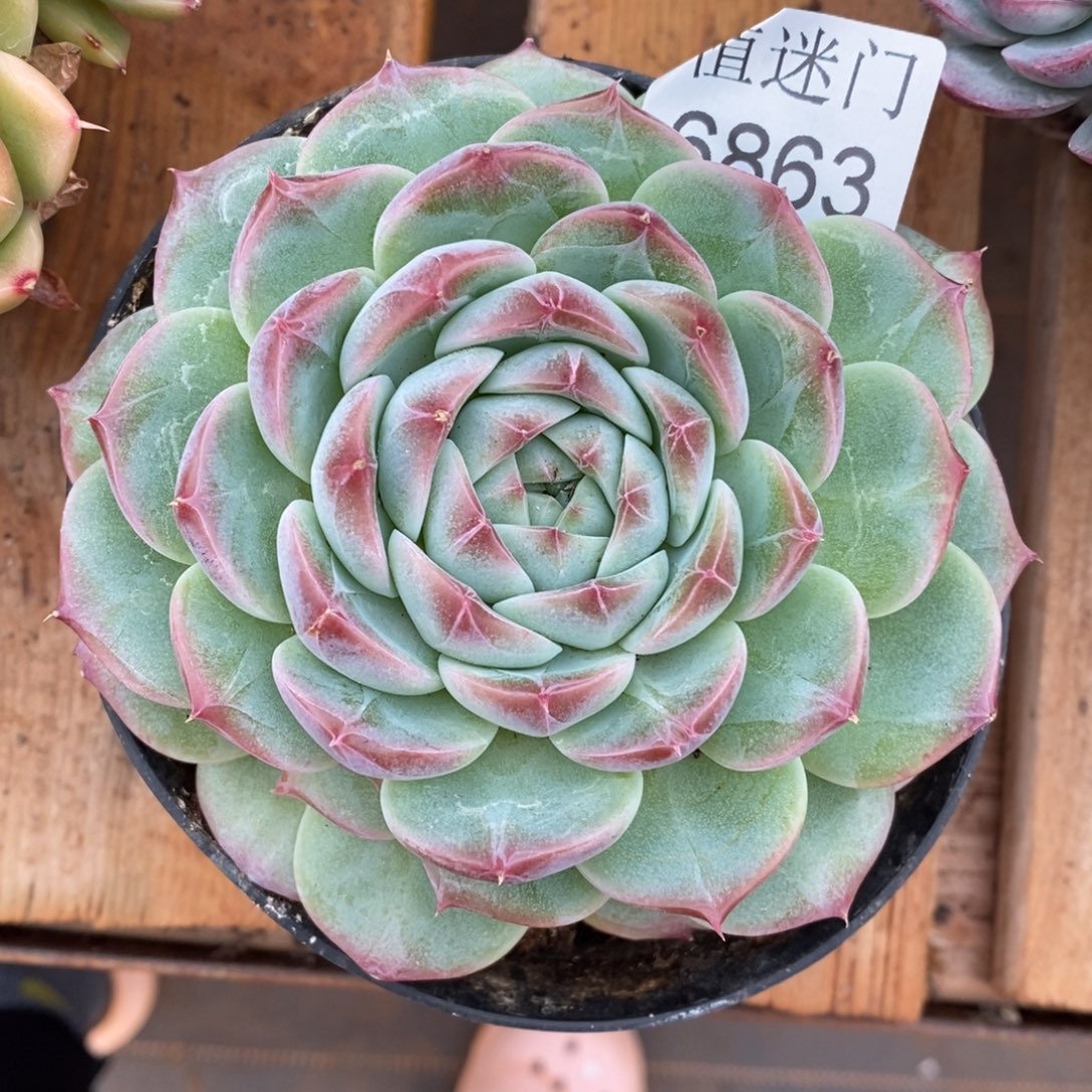 钰****杂交精品多肉6863~12厘米