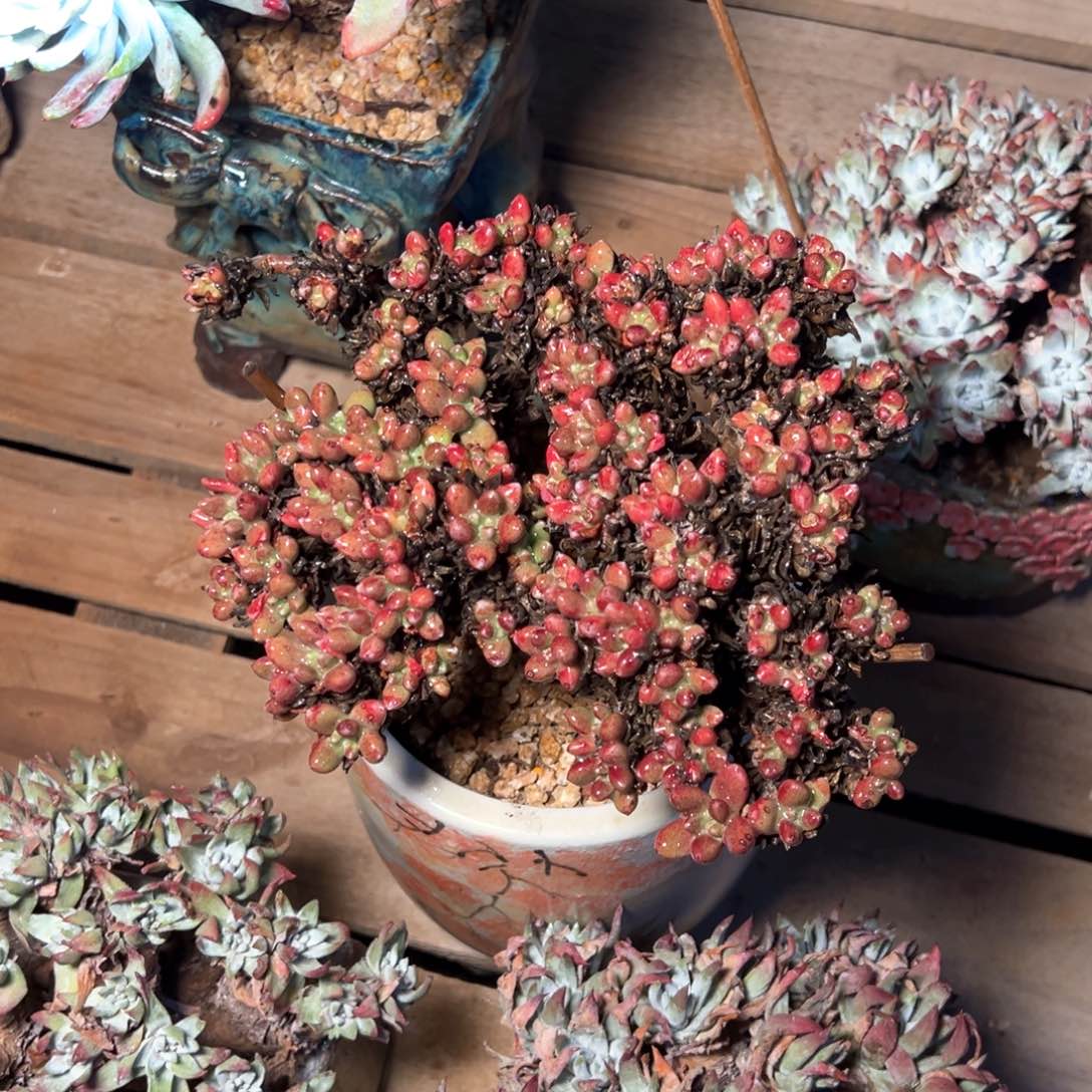 7379哈哈哈哈哈哈哈哈