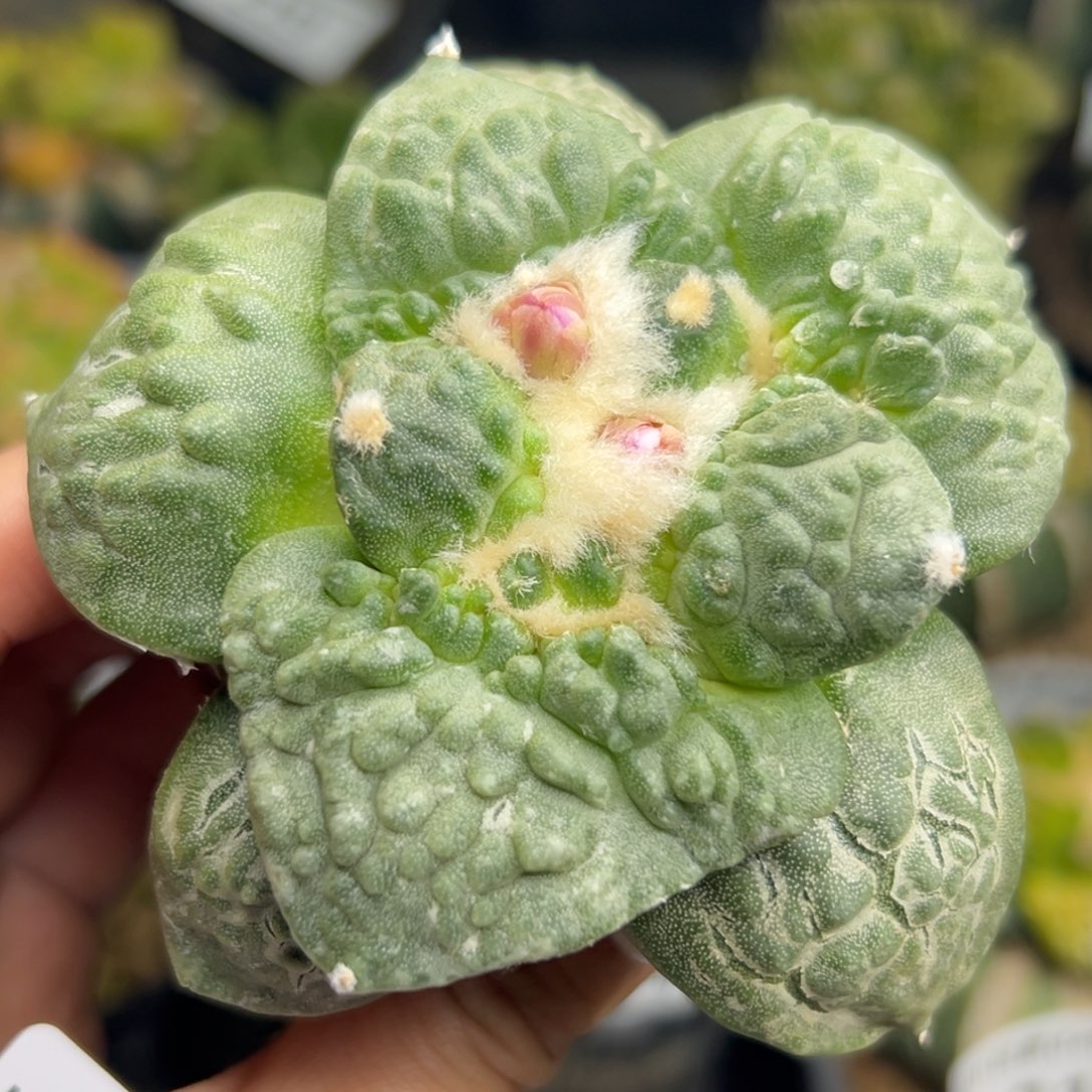 765 仙人球的比赛将