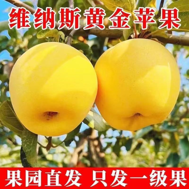 福利整箱黄金维纳斯苹果山东烟台9枚脆甜无酸产地直发