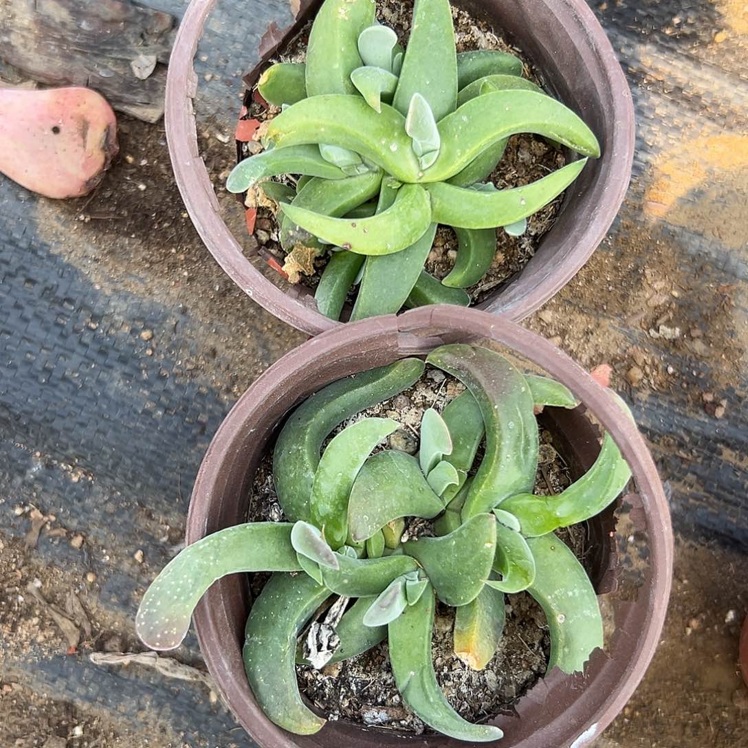 多肉植物多肉植物