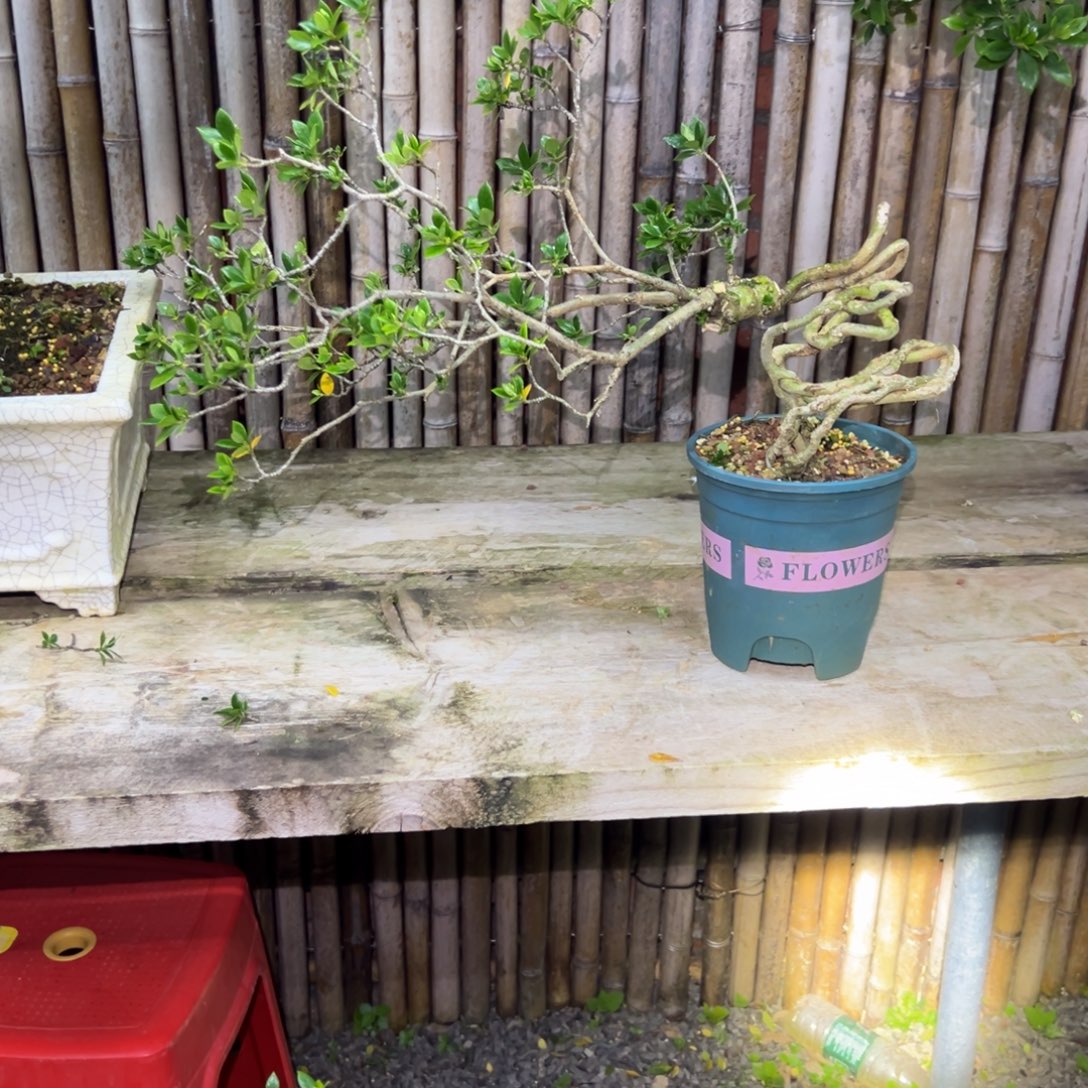 六***月无花朵栀子花盆景老桩