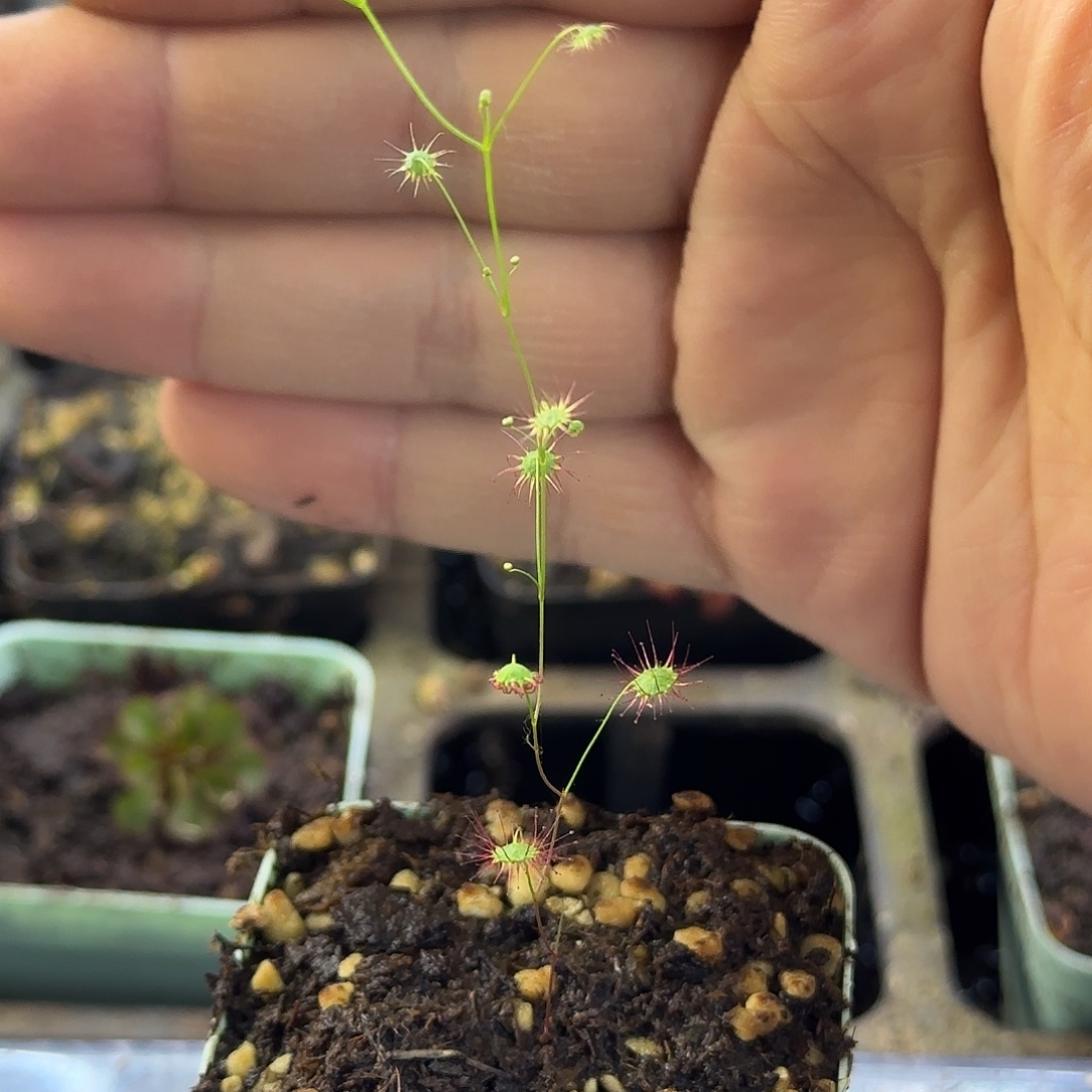 完全开放流苏萼球根茅