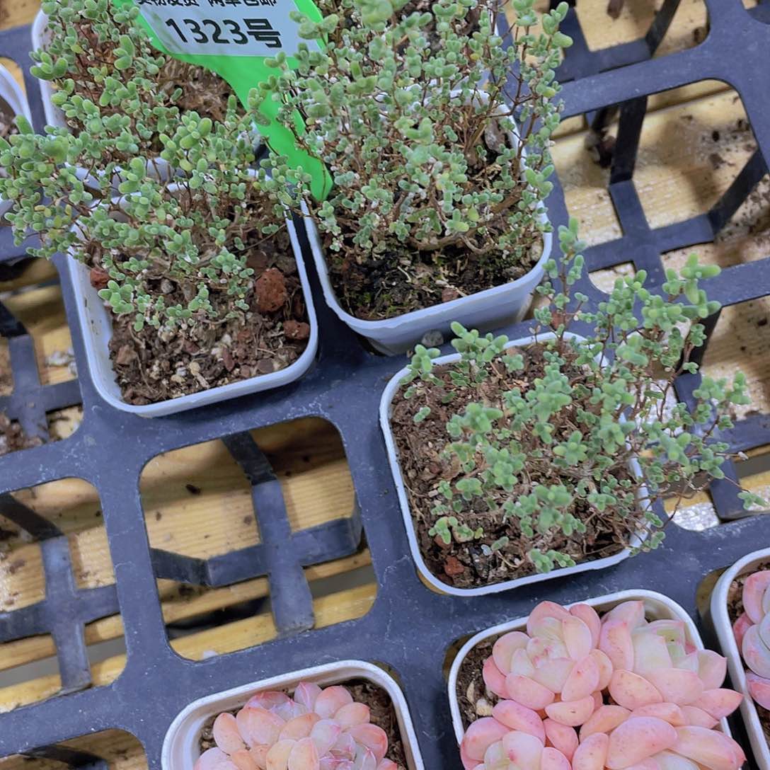 1323号 小树造型糖球枝杆一颗