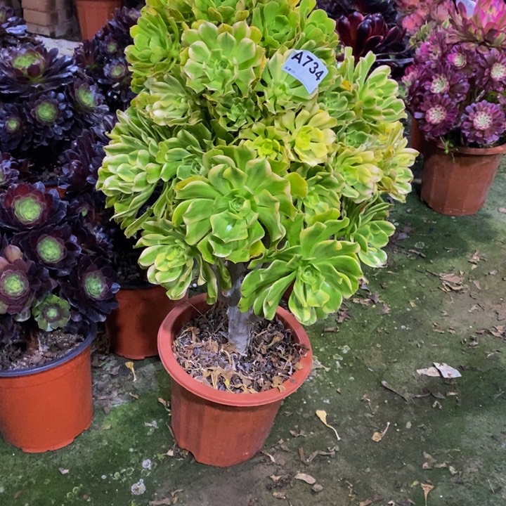 艳日伞多肉植物734