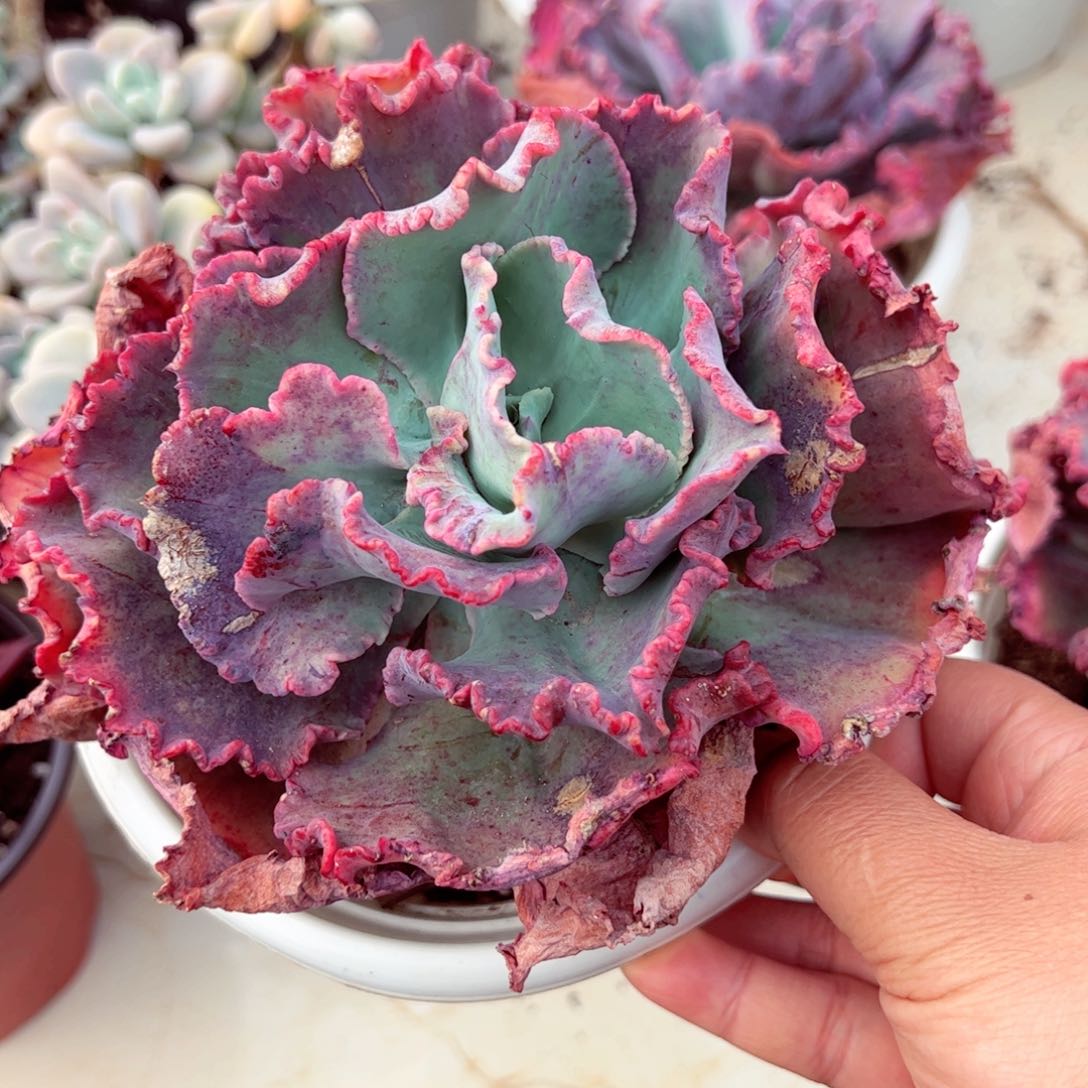 舞会红裙石化多肉