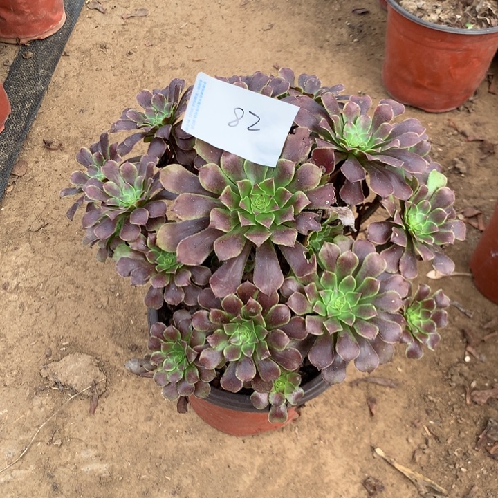 红铜多肉植物法师82