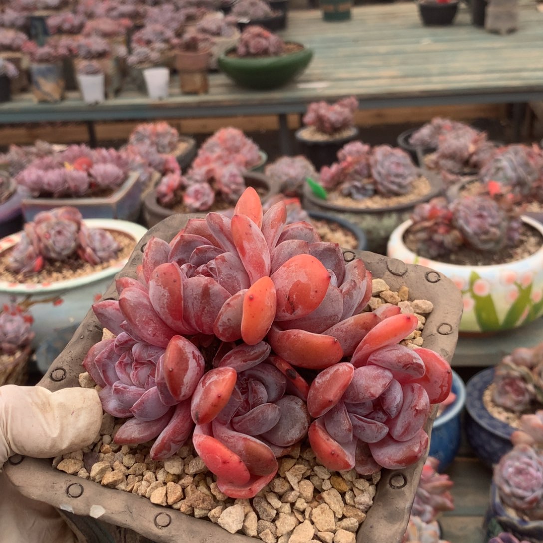 无花朵无砍花花花花花花花