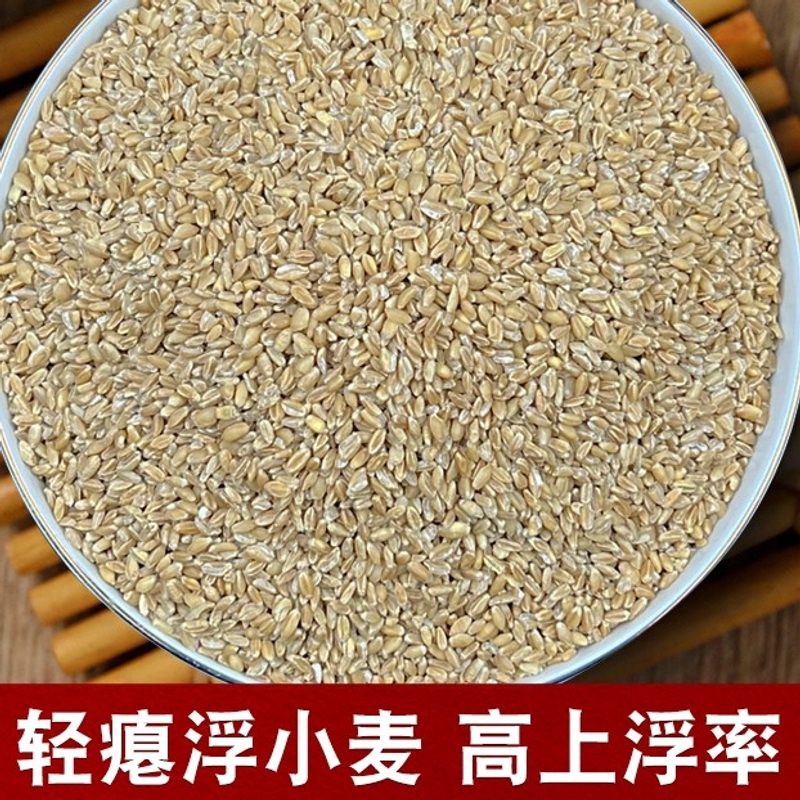 浮小麦 净重250克轻瘪真漂浮颗粒均匀上浮率高