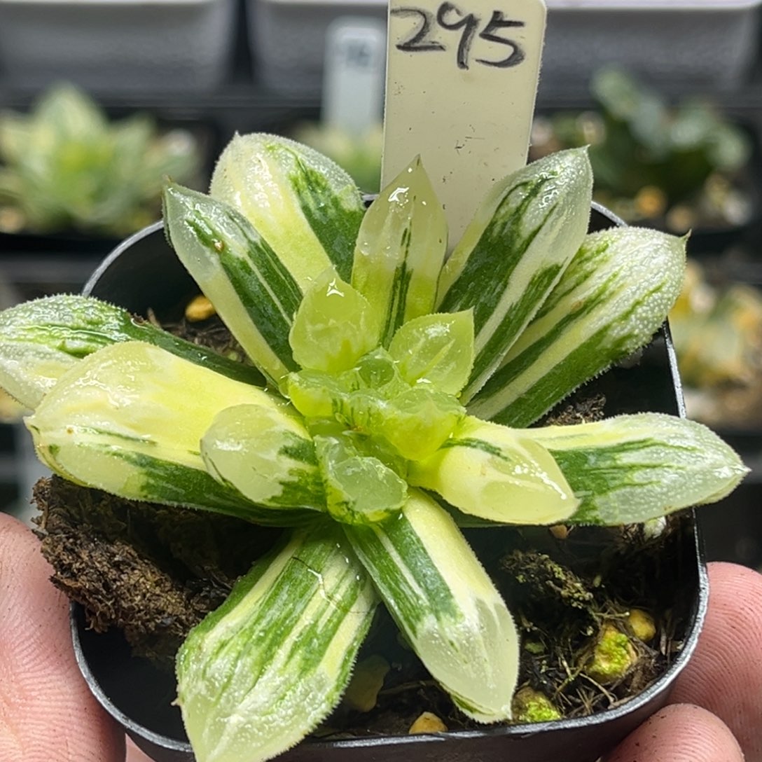 日***康295爱心寿锦头家多肉十二卷