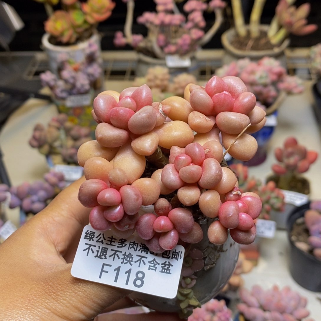 118先锋派多肉6c m