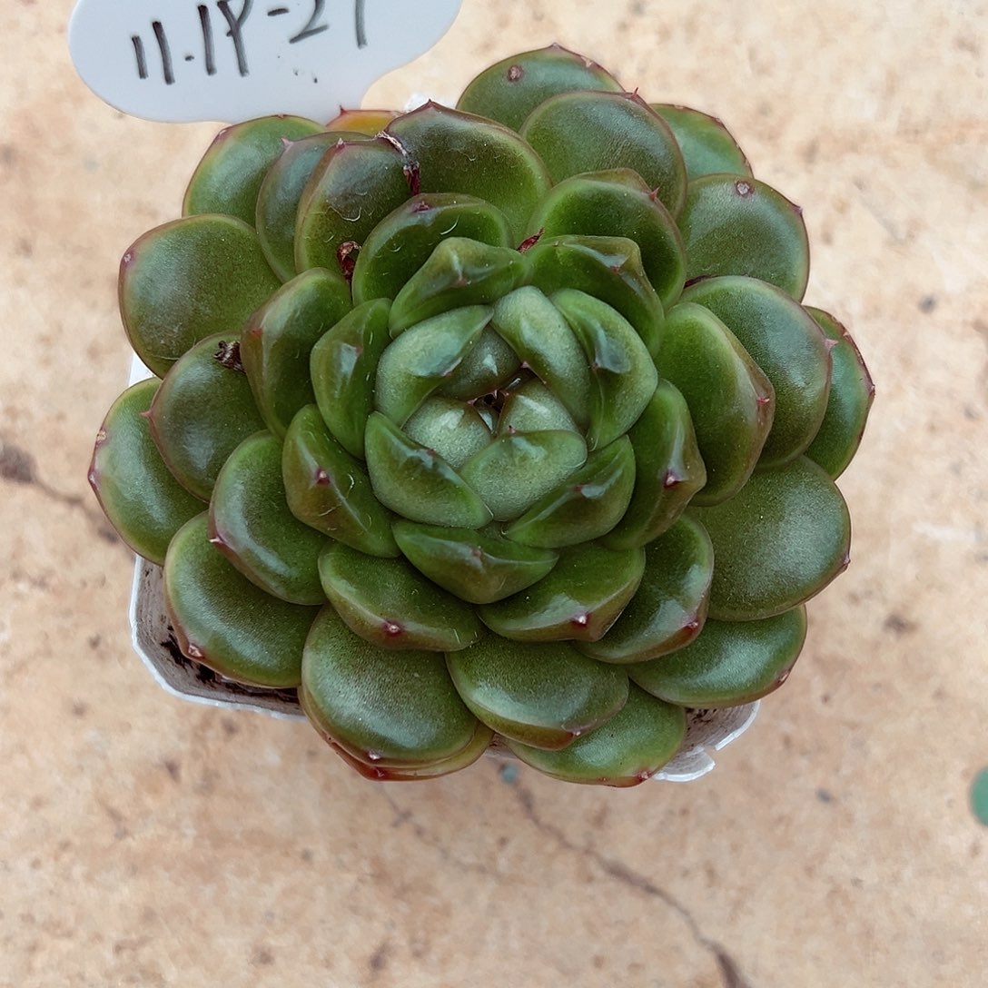 亿***萌1119-27皮埃拉珍妮