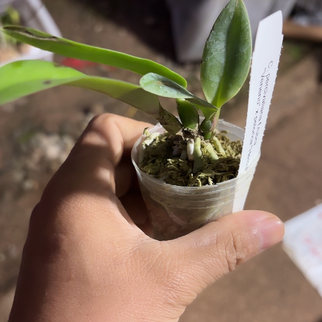 完全开放帕西卡特