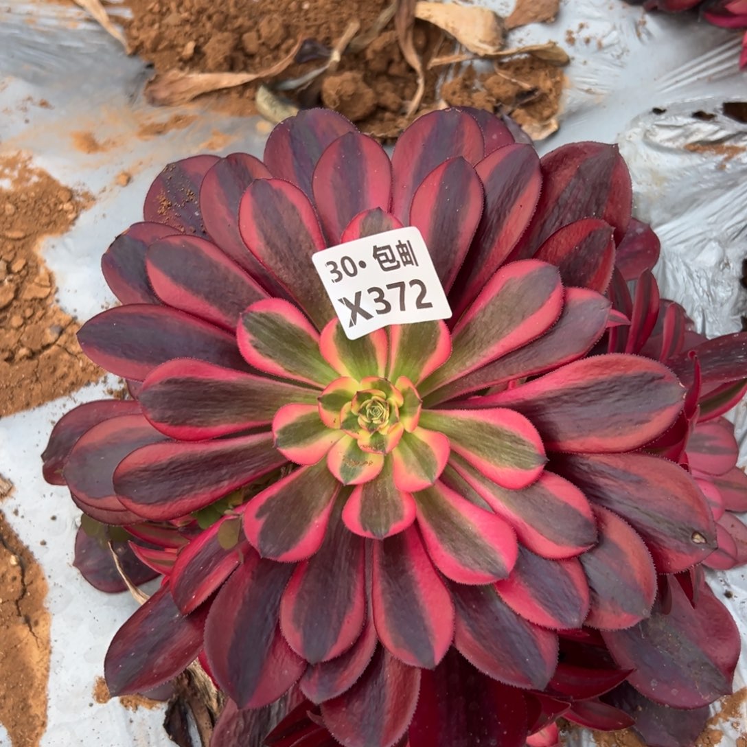 372 美杜莎多肉法师