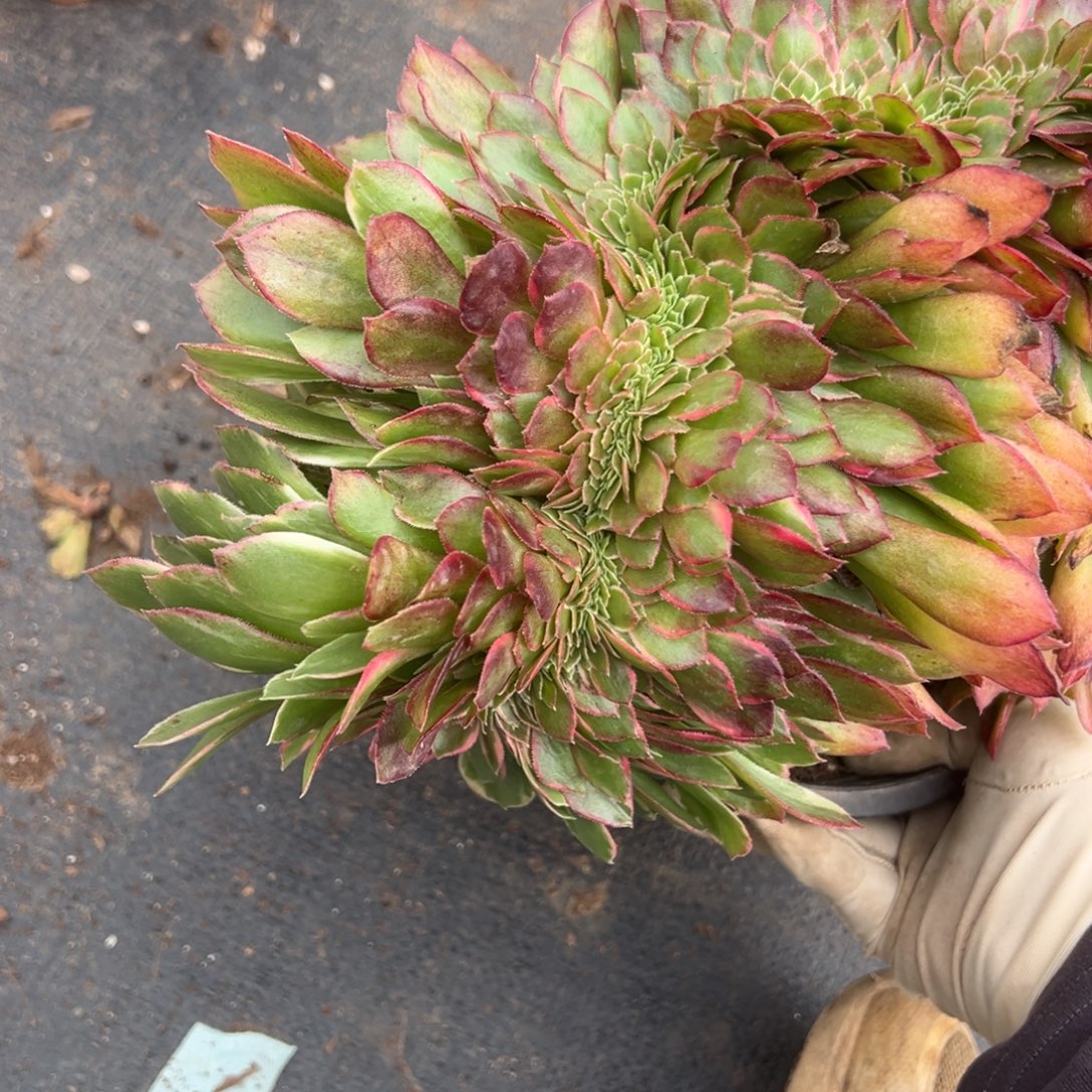 15黑魔锦缀多肉嘻嘻嘻